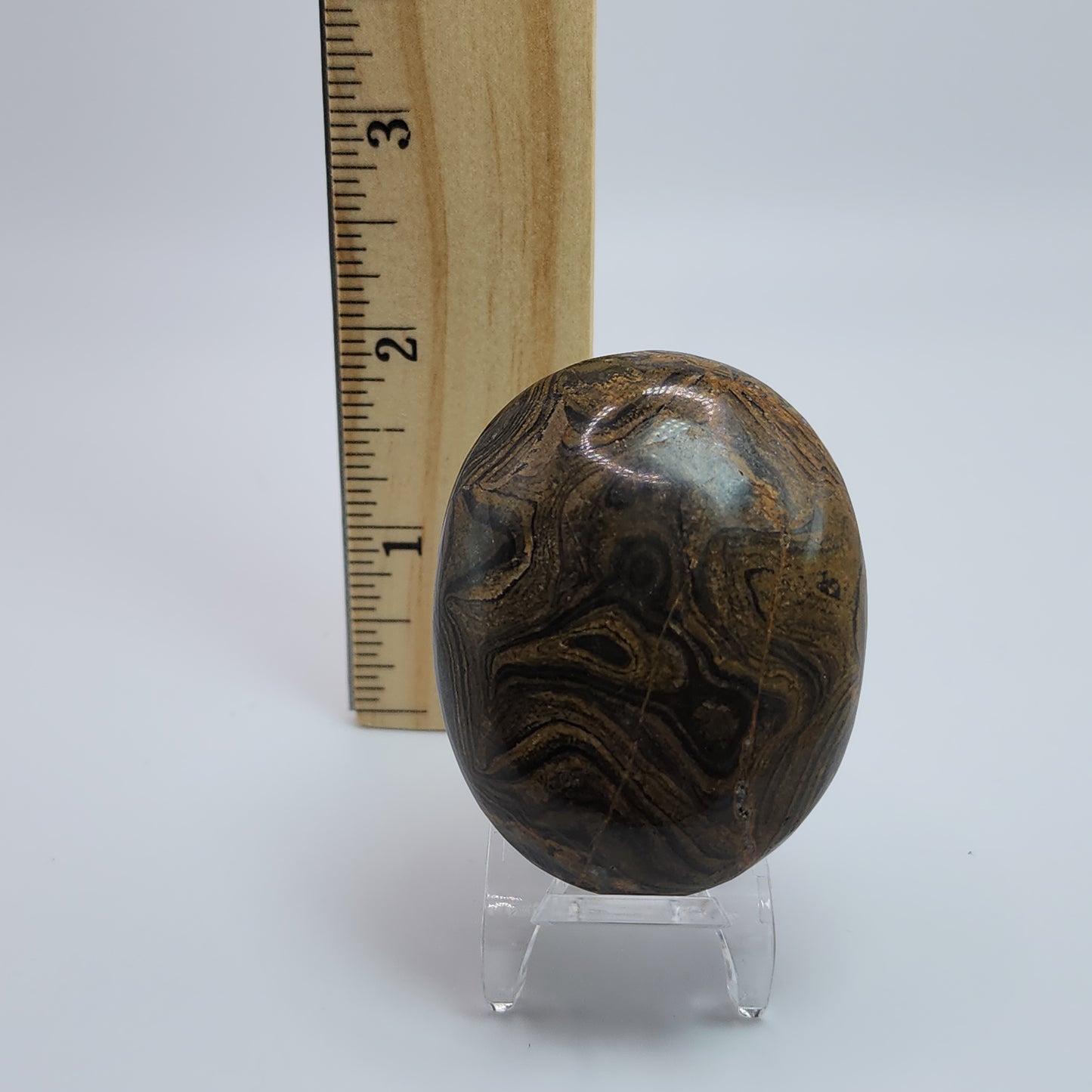 Stromatolite Palm Stone - Peru