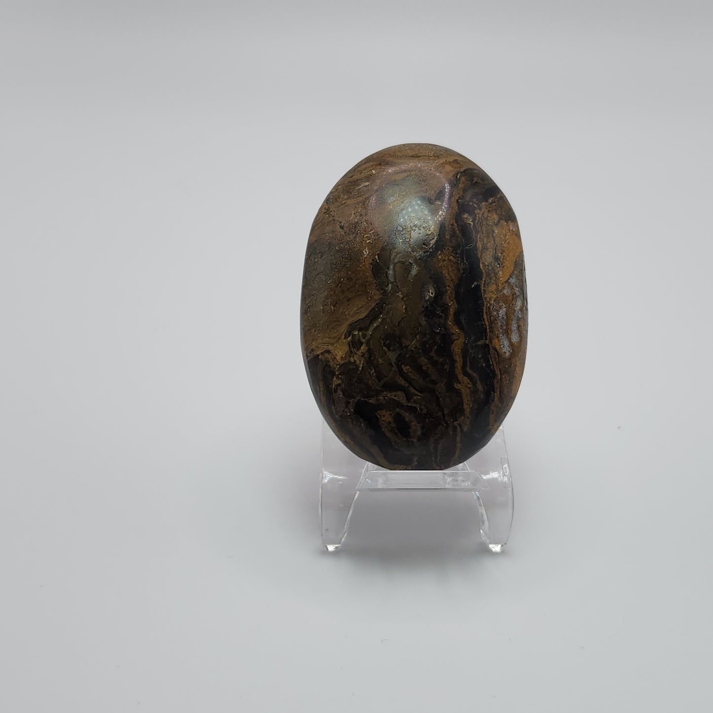 Stromatolite Palm Stone - Peru