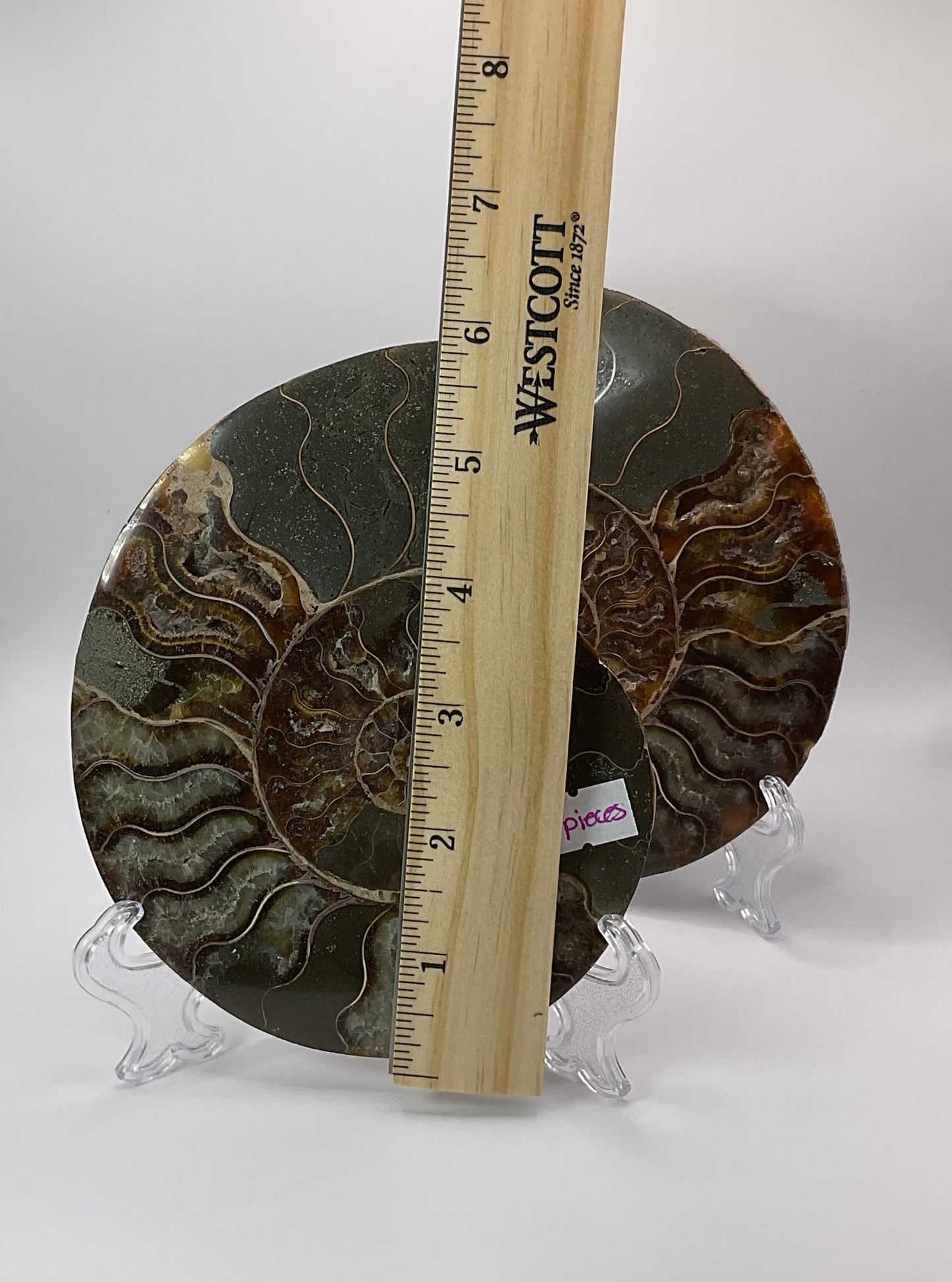 *Ammonite Pair