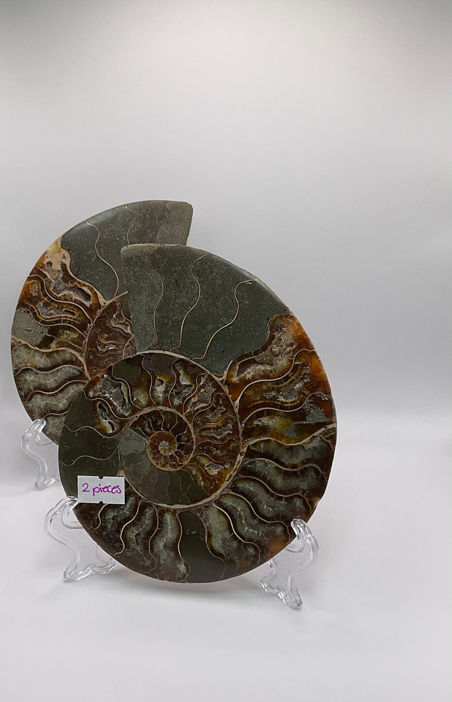 *Ammonite Pair
