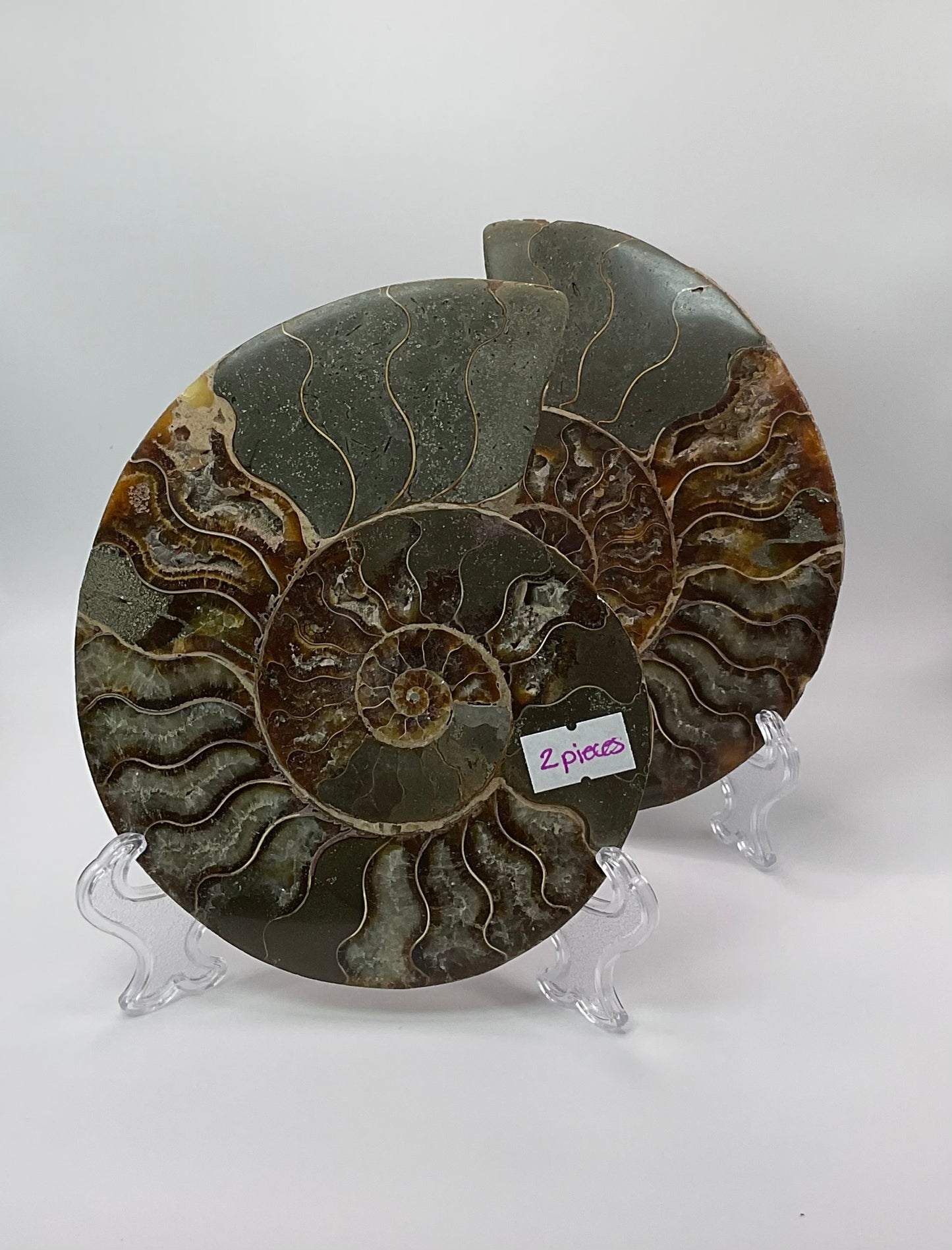 *Ammonite Pair