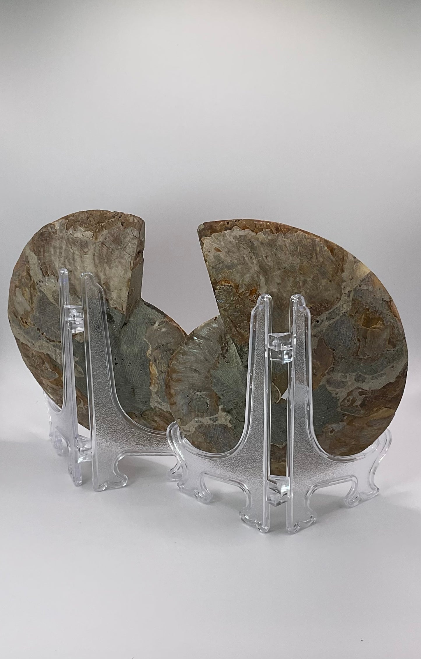*Ammonite Pair