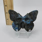 Labradorite Butterfly Skull