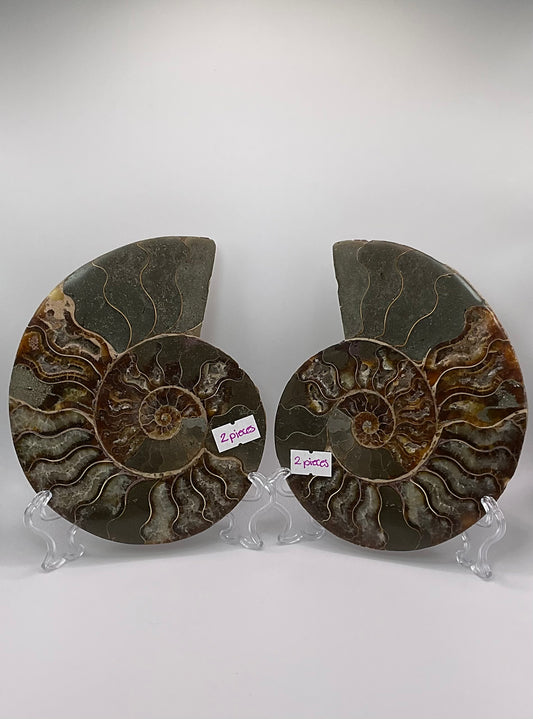 *Ammonite Pair